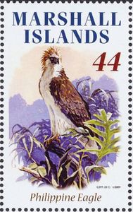 Philippine Eagle (Pithecophaga jefferyi)